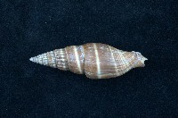 藏品(黑筆螺)的圖片